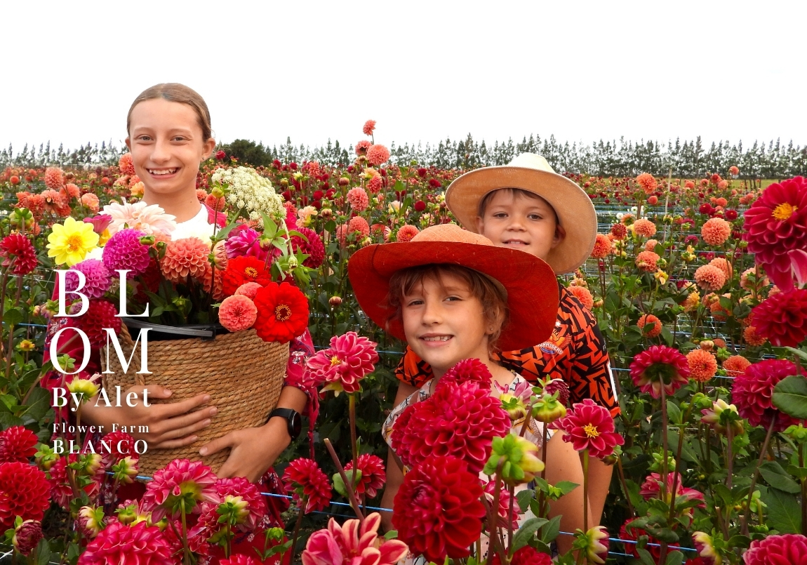 Blom by Alet - Flower Farm - George Pick your own flowers, wholesale and seeds