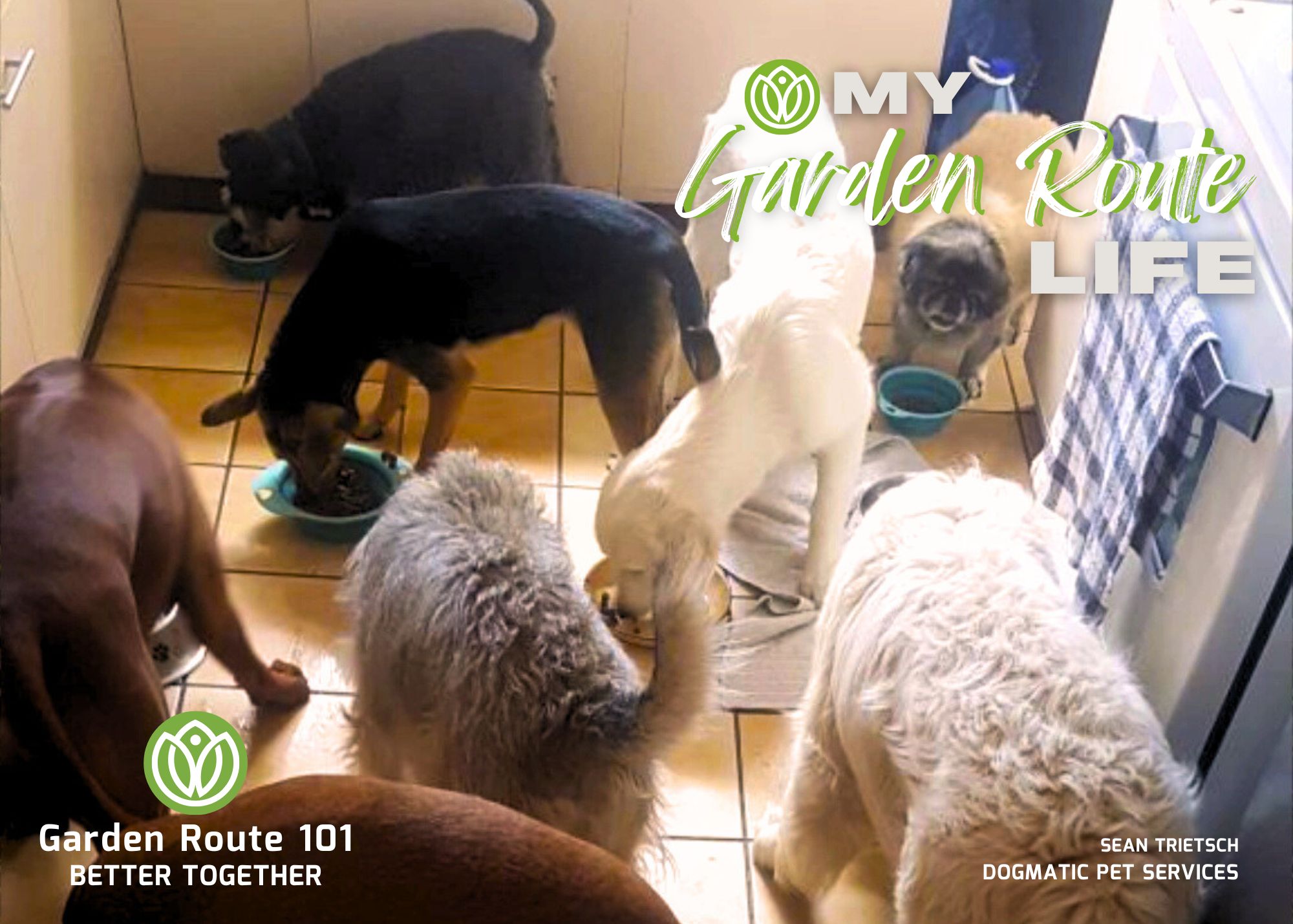 It's a Dog's Life with Sean Trietsch  from Dogmatic Pet Services