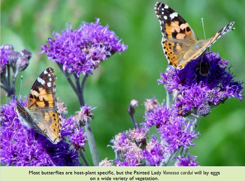 WESSA Eden - Glorious PaintedLady-Vanessa-Butterfly