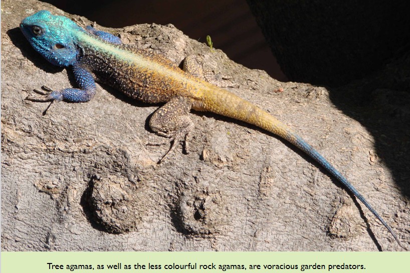 WESSA Eden - Indigenous Tree Agamas