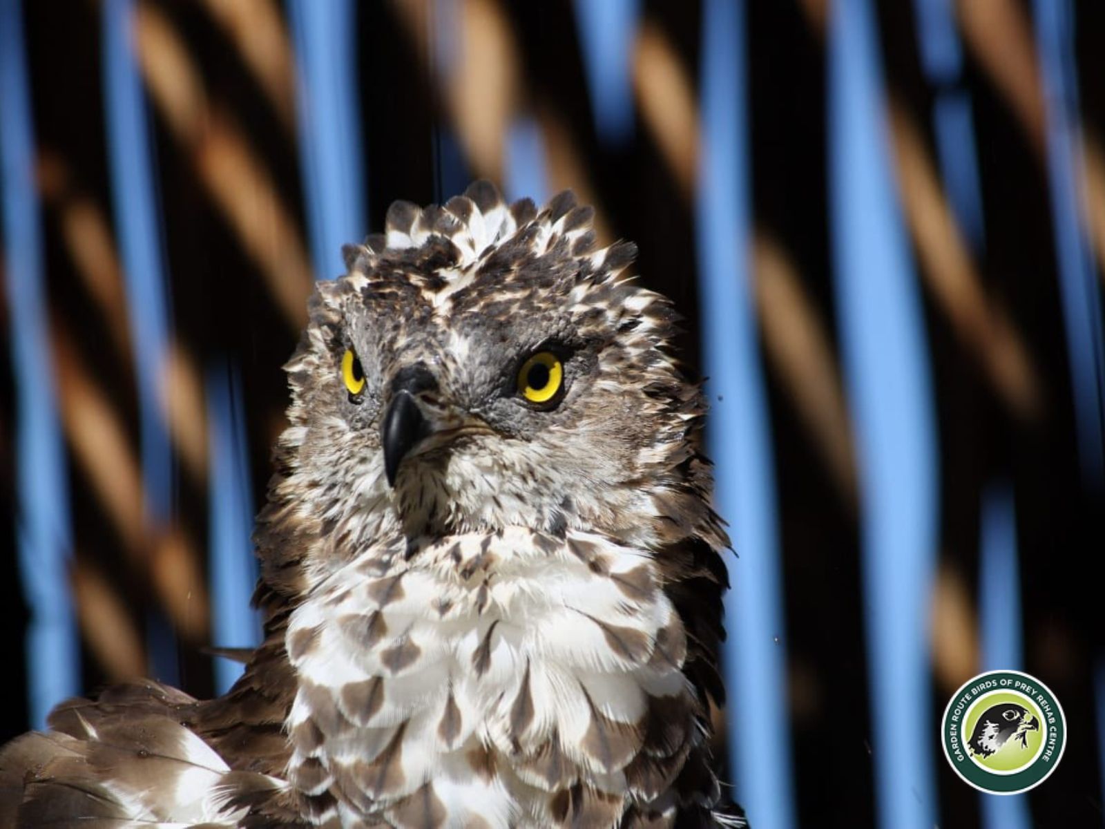 Garden Route Birds of Prey is located in George