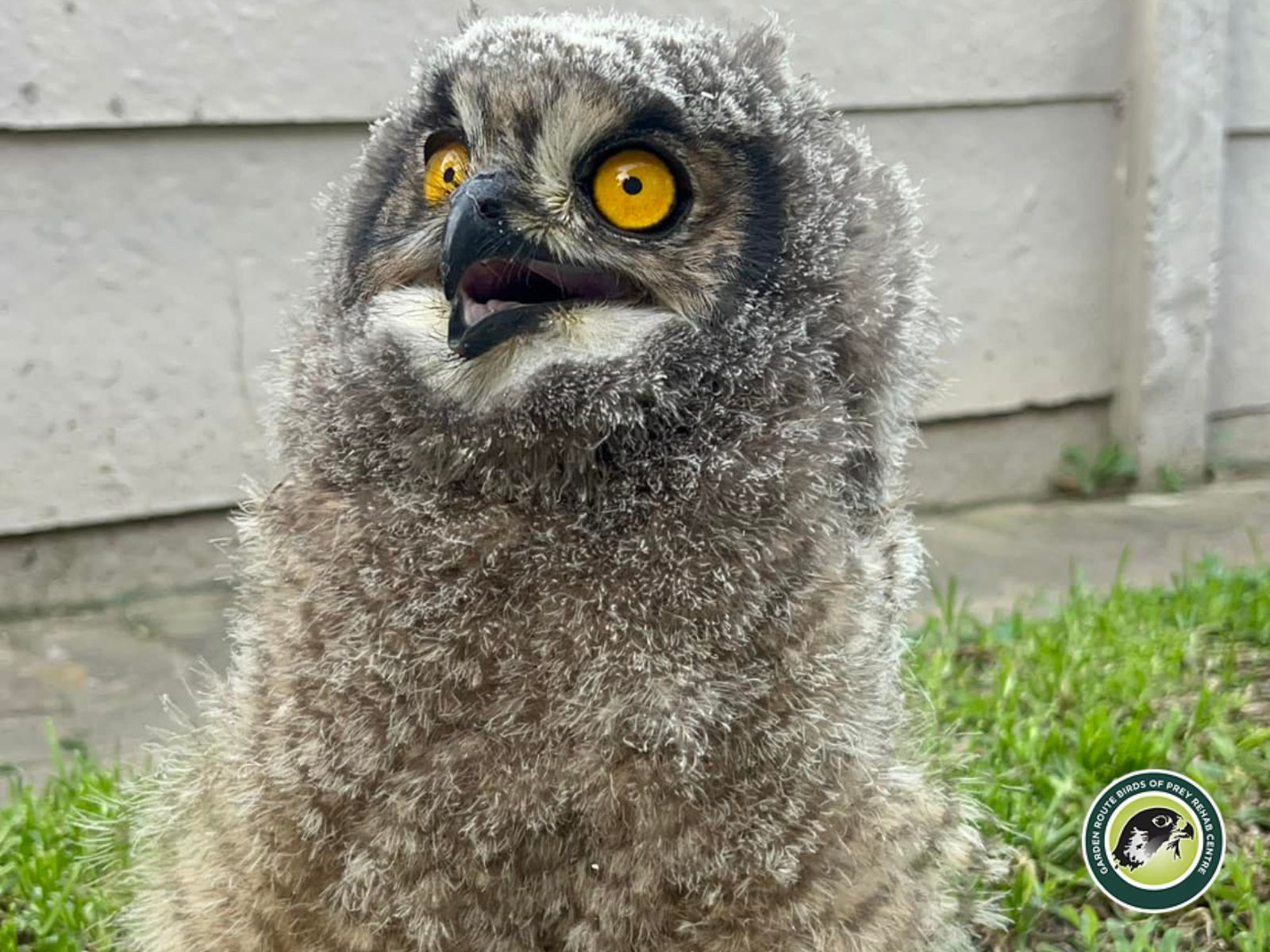 Garden Route Birds of Prey is located in George