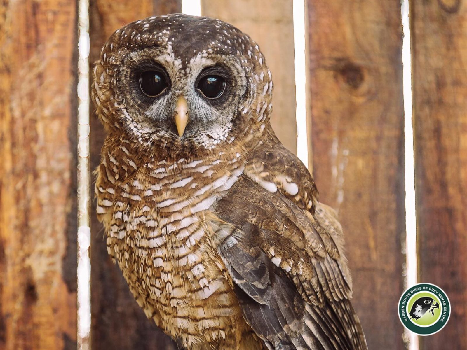 Garden Route Birds of Prey is located in George