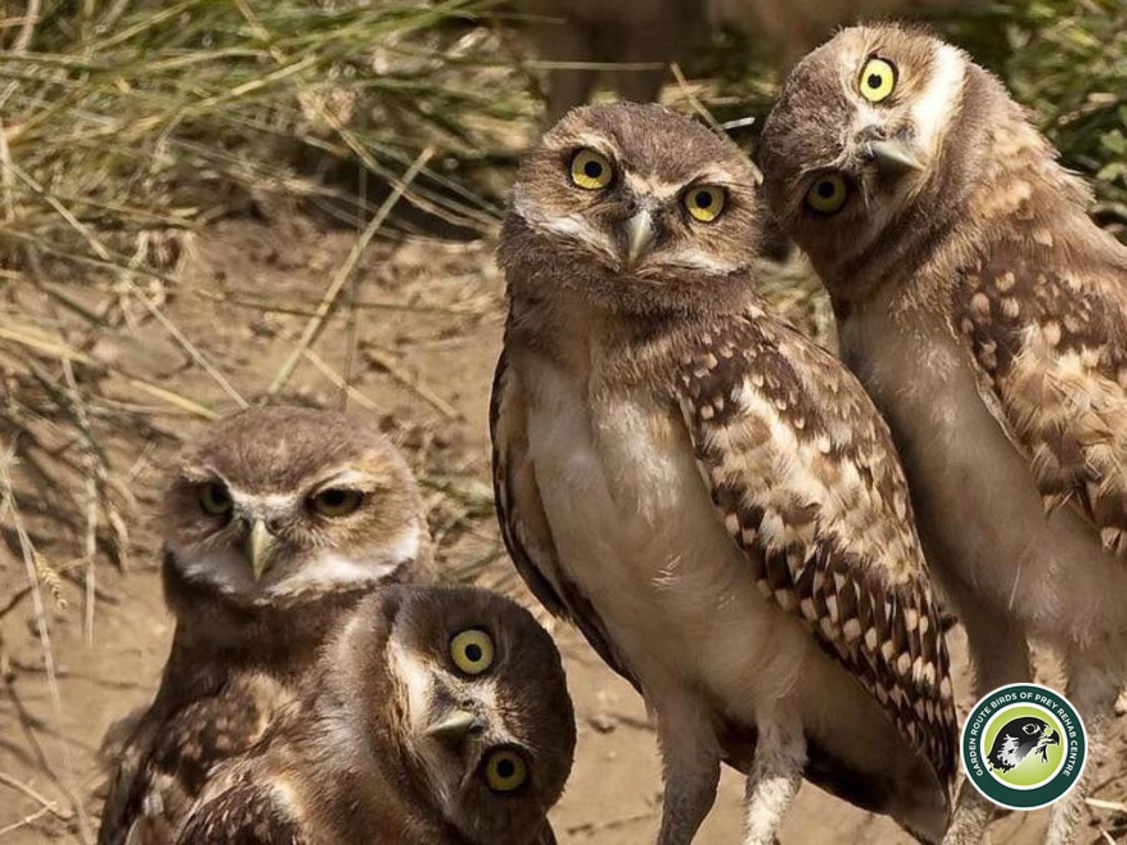 Garden Route Birds of Prey is located in George