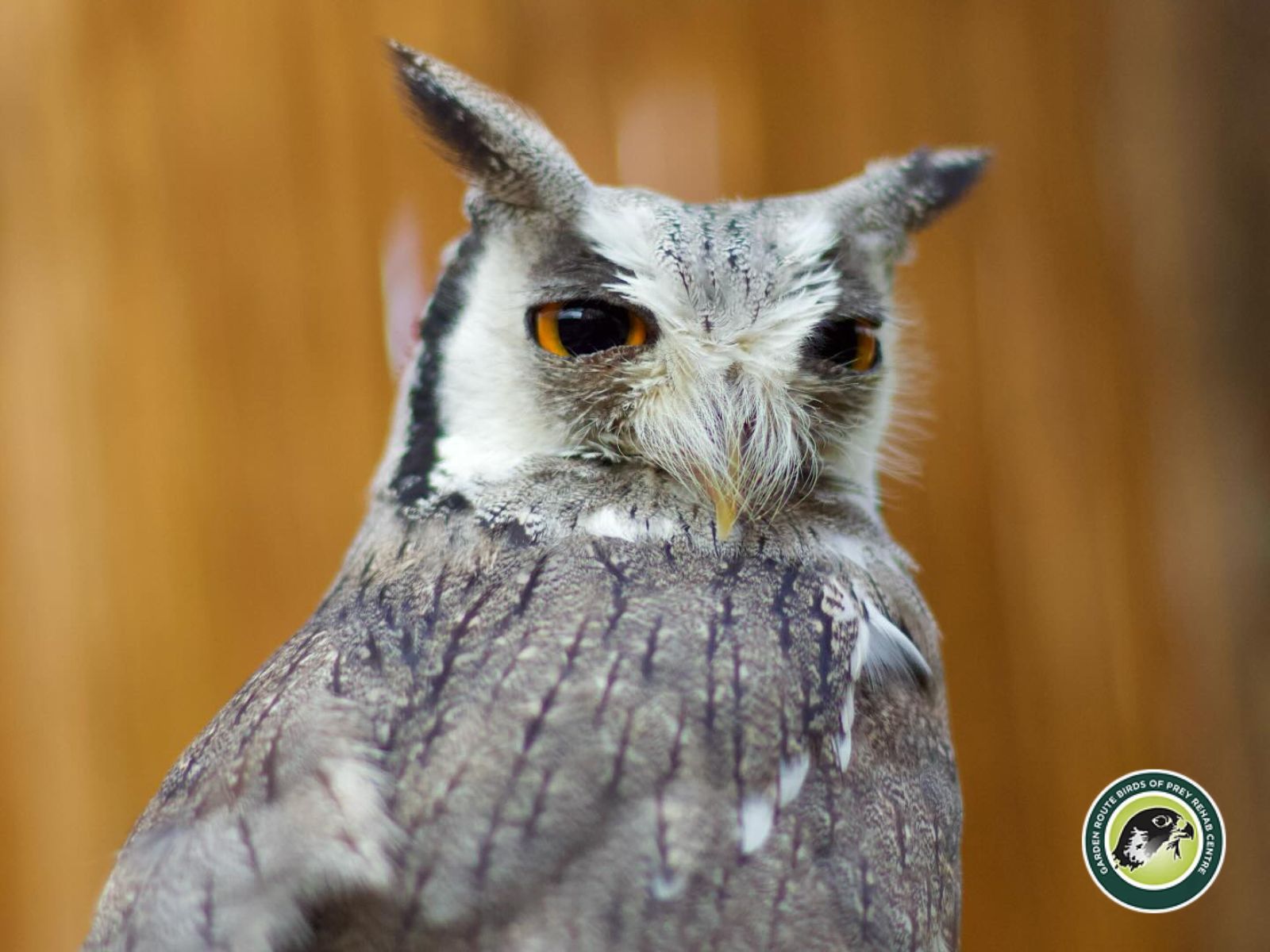 Garden Route Birds of Prey is located in George