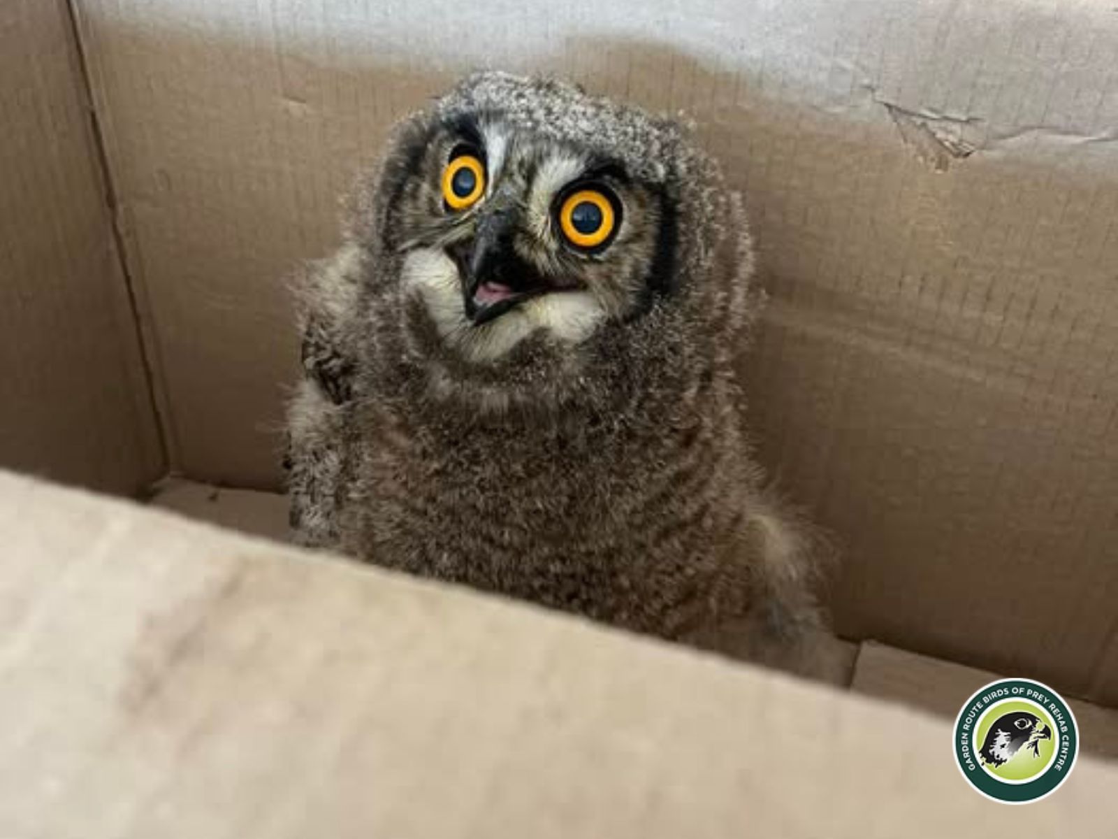 Garden Route Birds of Prey is located in George