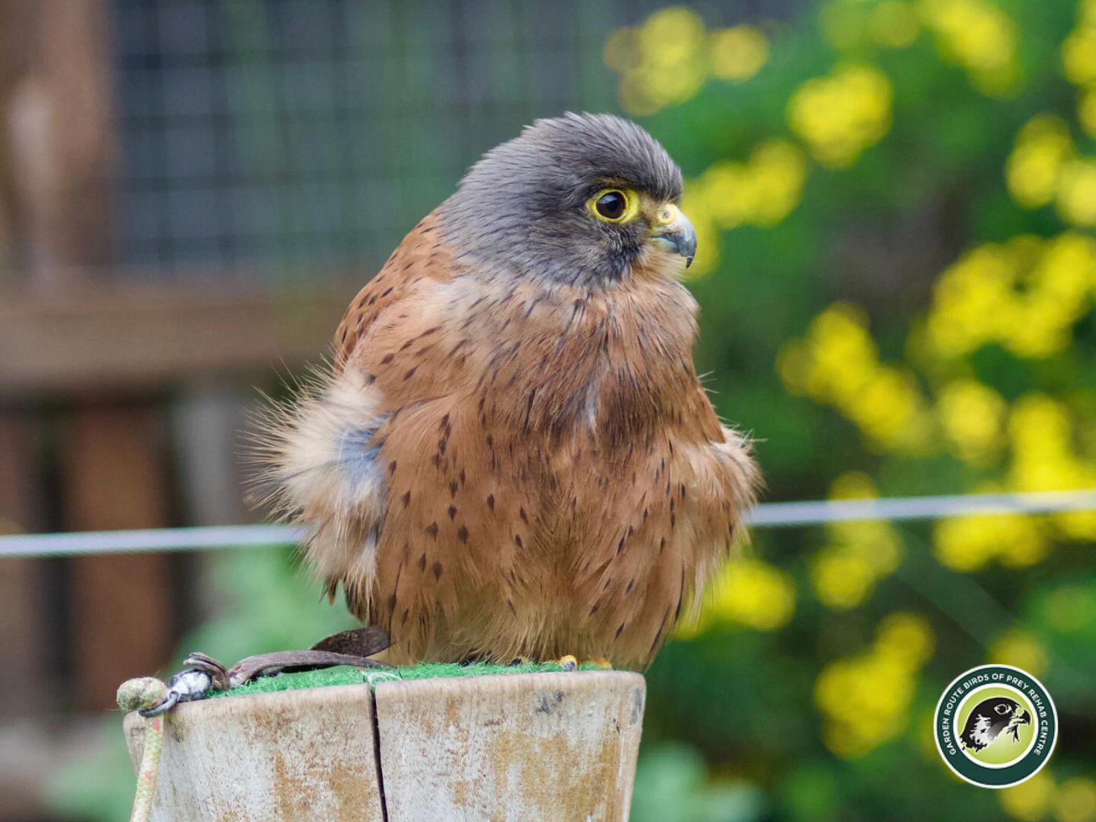 Garden Route Birds of Prey is located in George