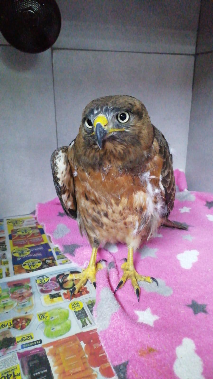 Garden Route Birds of Prey is located in George