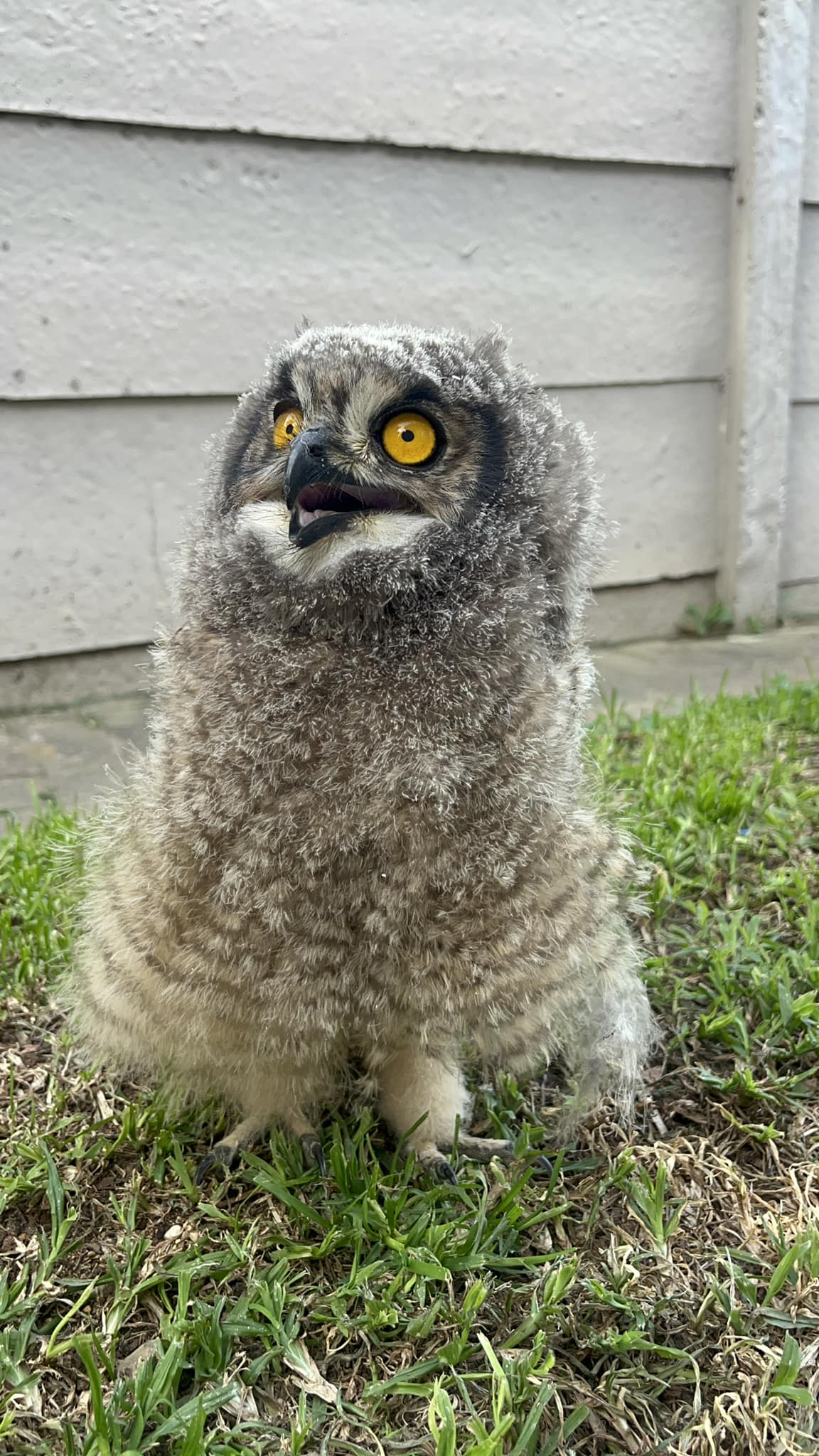Garden Route Birds of Prey is located in George
