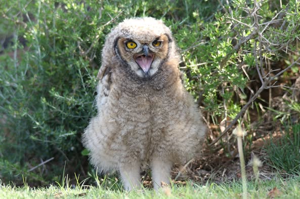 Garden Route Birds of Prey is located in George