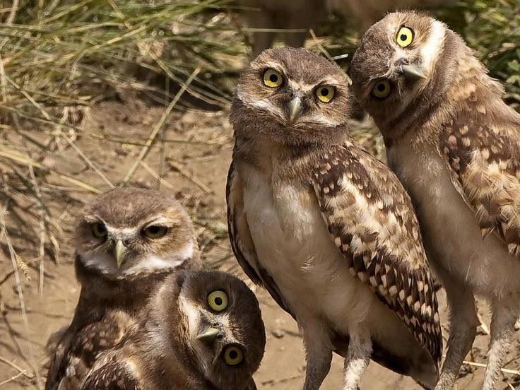 Garden Route Birds of Prey is located in George
